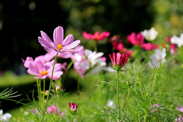 Fototapeta premium コスモス