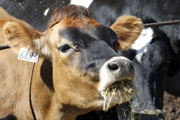 Animals: Cows looking at you and eating