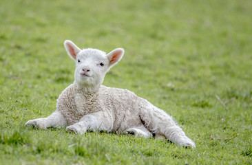 Cute lamb resting on grass
