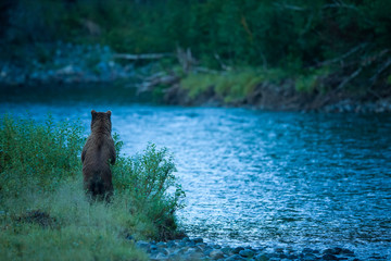 Grizzlybär hält Ausschau am Fluss
