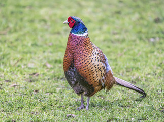 Ring-Necked pheasant standing on grass