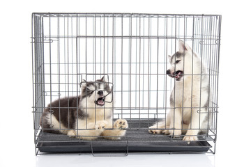 Cute siberian husky puppies in the cage on white background,isol