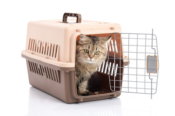 Obraz premium cat ponibcctyc vk pet carrier isolated on white background