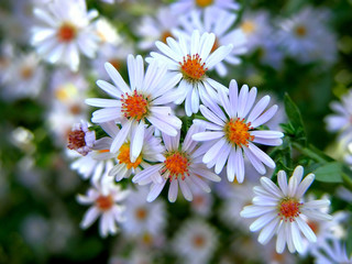aster autumn/photography with scene of the flowering aster autumn