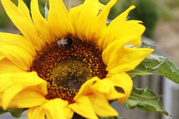 Bee on sunflower