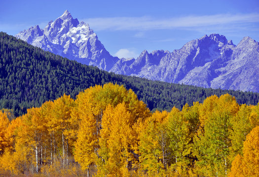 Autumn colors, Grand Teton National Park showing Aspen trees with golden yellow foliage, Wyoming, America © nyker