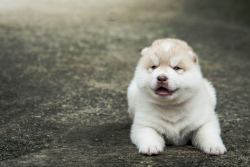 Cute siberian husky puppy sitting on concrete floor