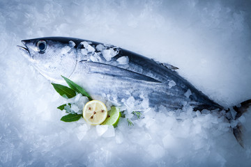 Albacore fish (Tunnus Alalunga)