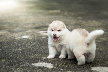 Cute siberian husky puppy sitting on concrete floor