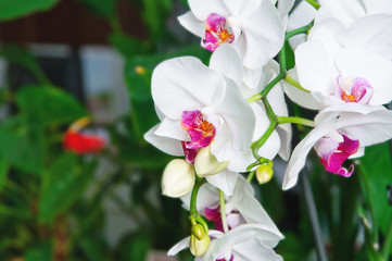 Fototapeta premium white orchid branch