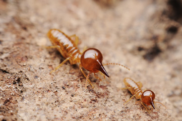 termite