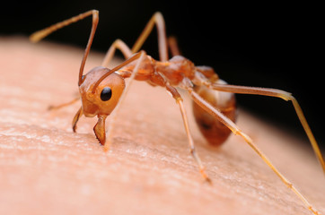 ant