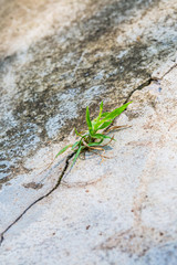Green grass growing through crack