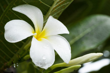 white Plumeria flower