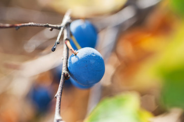 Macro image of blue fruit of the blackthorn