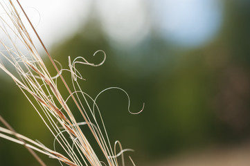 Macro image of wild grasses, with small depth of field.