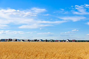 Fototapeta premium Wheat field in the fall and blue sky, clouds, houses background