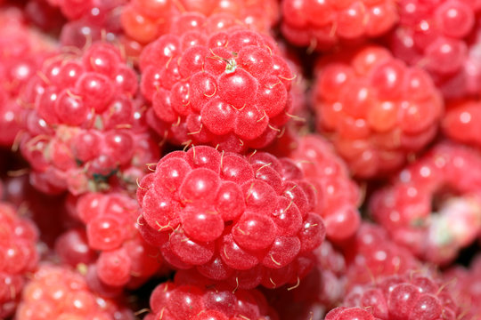 raspberry macro