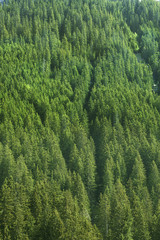 Obraz premium coniferous forest background