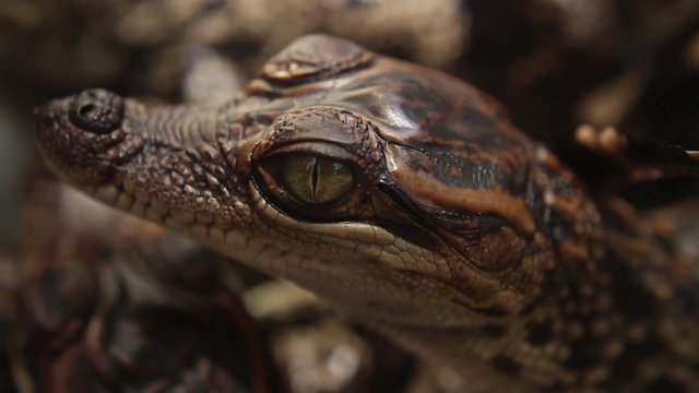 Close up shot of baby crocodiles, focussing on the head and eyes of a baby crocodile using macro lens