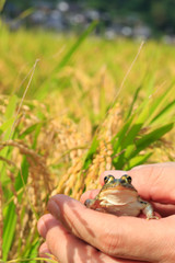 Black-spotted Pond Frog in Japan