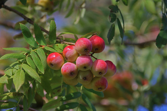 Sorbus Domestica - Speierling