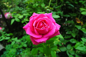 Rote Rose