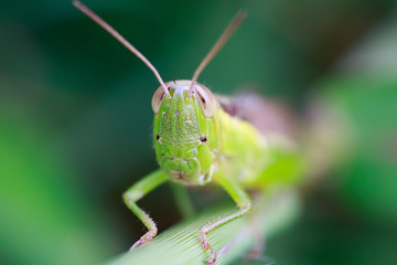 Grasshopper couple Breeding on the Green Leaf
