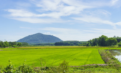 Mountain and field landscape
