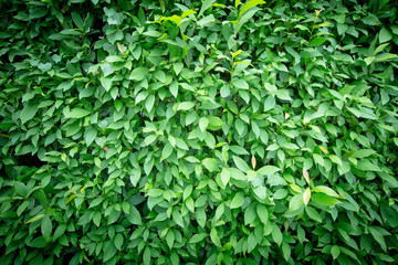 Fototapeta na wymiar Natural green leaf wall, texture background
