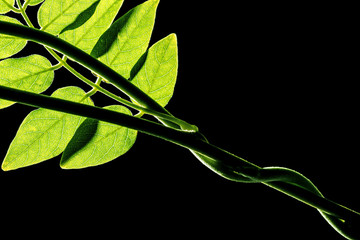 green leaf on a dark background