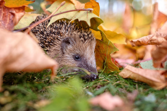 igel im laub