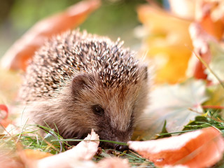 igel im laub
