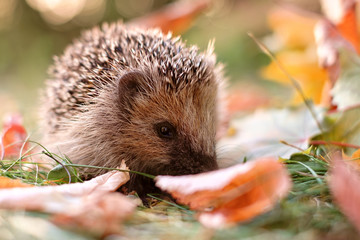 igel im laub
