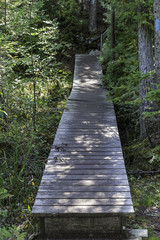 Obraz premium Wooden boardwalk on a forest trail