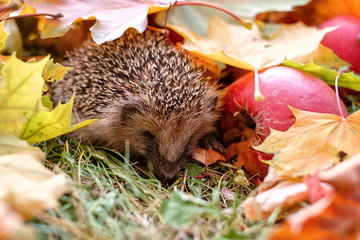 igel im laub
