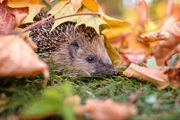 igel im laub © Superingo