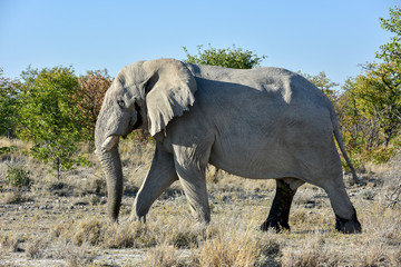 Fototapeta premium Elephant - Etosha, Namibia