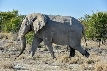 Fototapeta premium Elephant - Etosha, Namibia