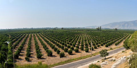 lime plantation in Kemer. Turkey