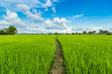 paddy rice and rice field with blue sky