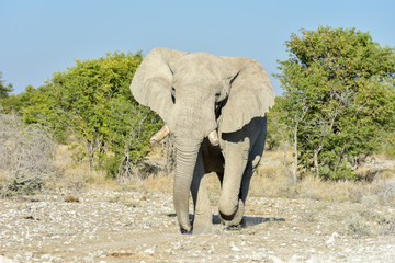 Fototapeta premium Elephant - Etosha, Namibia