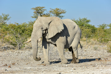 Elephant - Etosha, Namibia