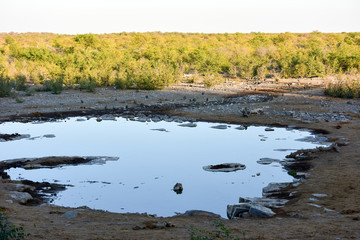 Watering Hole - Etosha, Namibia