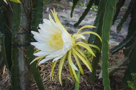 ThanhLong Flower

