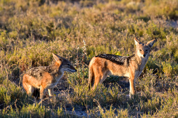 Jackal - Etosha, Namibia
