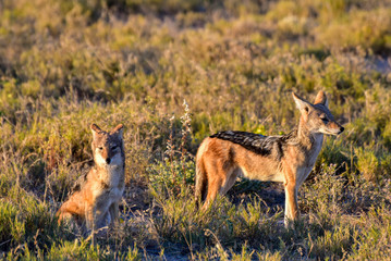 Jackal - Etosha, Namibia