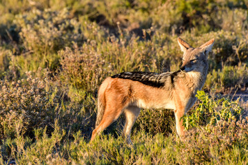 Jackal - Etosha, Namibia