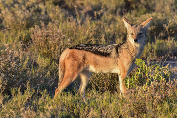 Jackal - Etosha, Namibia