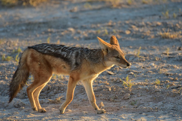 Fototapeta premium Jackal - Etosha, Namibia